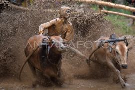 Pacu jawi awal tahun 2026 Page 3 Small