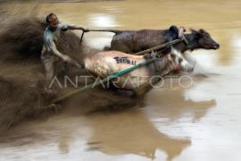 Pacu jawi awal tahun 2026