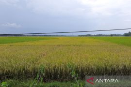 Cilacap pastikan alokasi pupuk subsidi 2026 cukupi kebutuhan petani