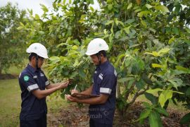 PT Timah tanam 1,4 juta pohon bernilai ekonomi hijaukan bekas tambang Babel