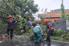 Puluhan pohon tumbang di Maros akibat cuaca ekstrem
