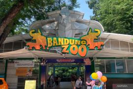 Pemkot Bandung buka opsi tutup operasional Bandung Zoo