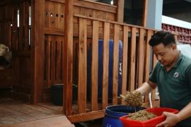 DKPP Kota Madiun uji coba tanaman jagung untuk pakan fermentasi ternak