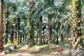 Penataan kawasan hutan dianggap kunci tata kelola industri Sawit kedepan