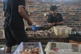 Realisasi penerbitan sertifikat izin ekspor rajungan ke AS