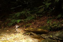 Penelitian identifikasi beragam satwa langka di Wehea-Kelay Kaltim