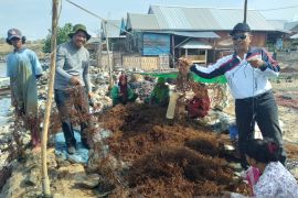 Budidaya rumput laut di Dompu terkendala bibit dan alih fungsi lahan