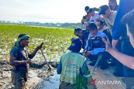 RI Govt pledges full support for flood-hit Aceh rice fields