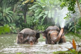 Tak ada lagi program gajah tunggang di Bali Zoo untuk patuhi SE Kemenhut