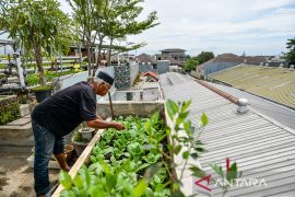 Pemanfaatan atap rumah untuk budi daya sayuran