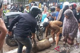 Padangsidimpuan heboh! Babi Hutan "touring pagi" berakhir di Jalan Sudirman