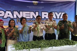 Lapas Ambon gencarkan pembinaan pertanian wujud ketahanan pangan