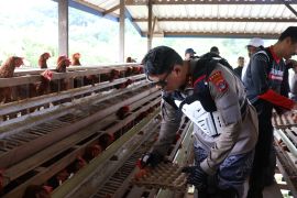 Kapolda dan Wakapolda Kaltara Tinjau Budidaya Ayam Petelur di Desa Tanjung Agung