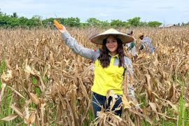 Cara Vale buat lahan terbengkalai jadi penopang ketahanan Pangan lokal