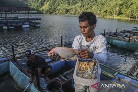 Menggerakkan perekonomian warga melalui budidaya ikan nila di Danau Ngade