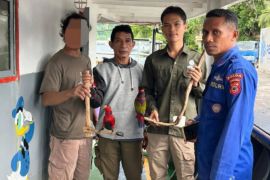 BKSDA Maluku amankan satwa dilindungi di Pelabuhan Banda Neira