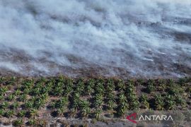 Karhutla di Aceh Barat semakin meluas, petugas terus lakukan upaya pemadaman