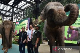 Kerja sama internasional konservasi orangutan di Taman Safari Bogor