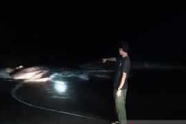 BKSDA NTB klarifikasi Hiu Paus terdampar di Pulau Satonda masih hidup dan selamat