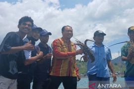 Produksi Rumput Laut dan Lobster Dompu 2025 turun