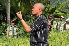 Dua Wilayah Sigi mulai panen raya padi Februari mendatang