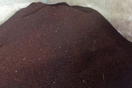 Harga cengkeh kering di Lebak Rp100.000 per kilogram