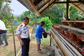 Lapas Lubuk Basung kembang peternakan ayam bertelur, 100 butir panen sehari (Video)