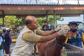 Pemkab Madiun periksa kesehatan ternak guna cegah PMK