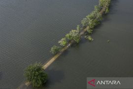 Banjir rendam 1.970 hektare sawah di Kudus