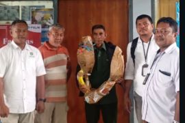 BKSDA Maluku amankan dua opsetan tanduk rusa saat pemeriksaan rutin di Pelabuhan Ambon