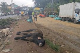 Polisi sebut kecelakaan truk di Bakauheni akibat rem blong