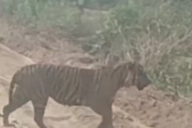 Penampakan anak harimau di Desa Pulau Muda Pelalawan, BB KSDA Riau giring masuk ke kawasan hutan