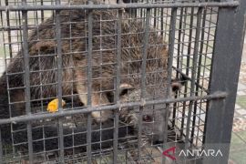 BKSDA Banten evakuasi Binturong yang masuk permukiman warga Serang