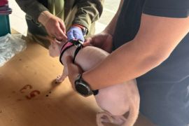 Jakpus targetkan vaksinasi 6.000 hewan penular rabies pada 2026