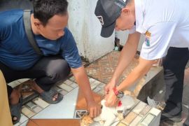 Sudin KPKP vaksinasi 1.981 hewan di Kepulauan Seribu cegah rabies