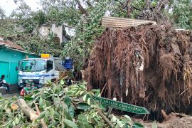 Ada delapan pohon tumbang akibat angin kencang di Mataram
