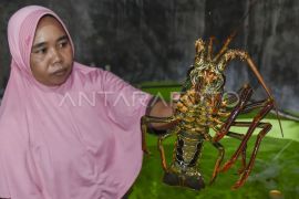 Lobster di keramba, nilai di seberang