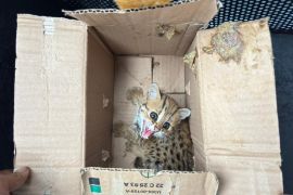 Kemenhut gagalkan perdagangan satwa liar dilindungi di Jateng