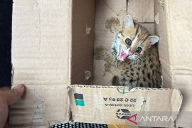 Kemenhut gagalkan perdagangan satwa liar dilindungi di Jateng