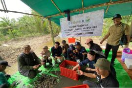 LPHD dabong panen perdana udang vaname di Kubu Raya