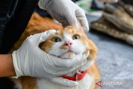 Kontak dengan hewan peliharaan bantu turunkan hormon stres