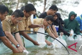 Bangka Tengah tebar 25.200 benur udang vaname