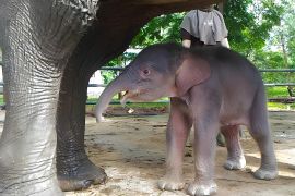 Kemenhut: Viral anak gajah terjebak di perkebunan bukan terjadi di RI