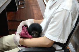 Polresta Pekanbaru tangkap pelaku jual satwa dilindungi \"owa siamang\" seharga Rp10 juta