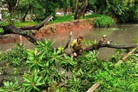 Sejumlah pohon tumbang di Jakarta Barat imbas hujan deras