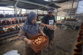 Mentan memastikan stok telur aman meski ada kebutuhan Program MBG