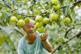 Xinhua Silk Road: Digital tech enables fragrant pear industry to burgeon in N. China county