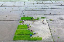 BPS sebut NTP Jatim pada Januari 2026 turun 4,42 persen