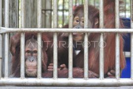 Tempat penyelamatan orang utan di Jambi