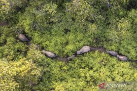 Indonesia drafts presidential order to protect Sumatran elephants